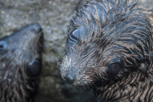 Vista de cerca de la linda foca de piel de guadalupe en la isla de guadalupe - foto de stock