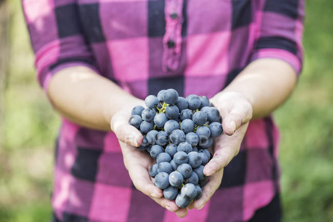 Обрезанный снимок молодой женщины с гроздьями винограда — стоковое фото