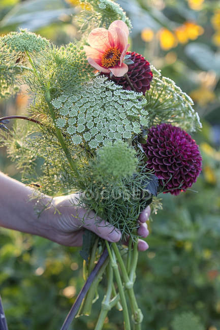 Hand of woman holding fresh flowers and ferns at allotment — Stock Photo