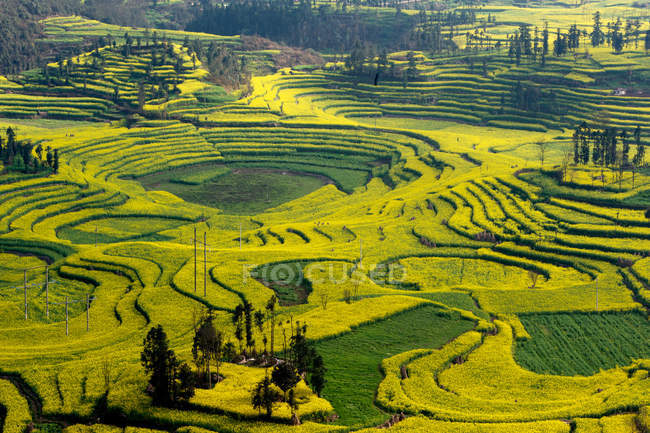 Blick auf Feldterrassen mit blühenden Rapspflanzen im Tal, Luoping, Yunnan, China — Stockfoto
