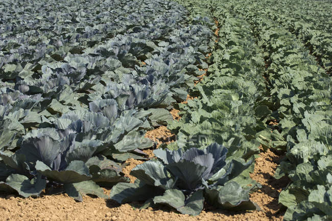 Cabbages growing in field, Roscoff, France — Stock Photo