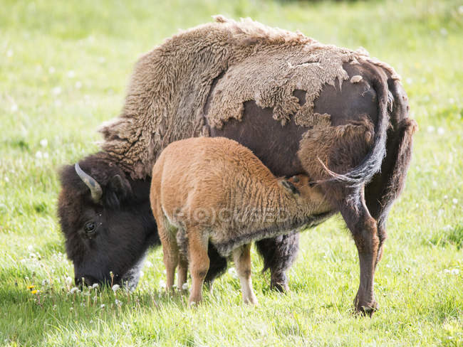 Bisonte-americano, alimentação de bezerros em Lamar Valley, Yellowstone National Park, Wyoming, EUA — Fotografia de Stock