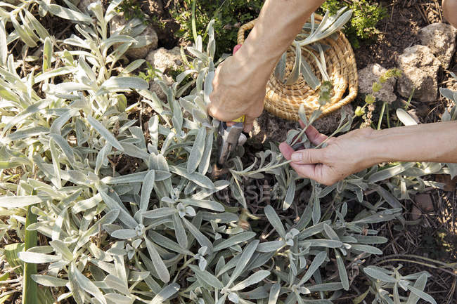 Зріла жінка садівництво, різання рослини з секаторами, низька секція — стокове фото