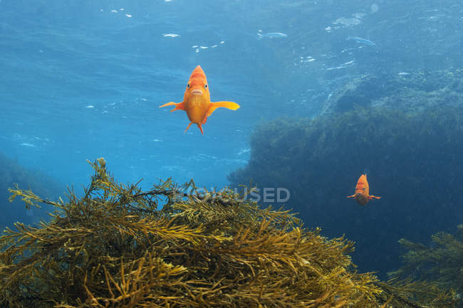 Vista frontal de la escolarización de peces garibaldi en el fondo del mar - foto de stock