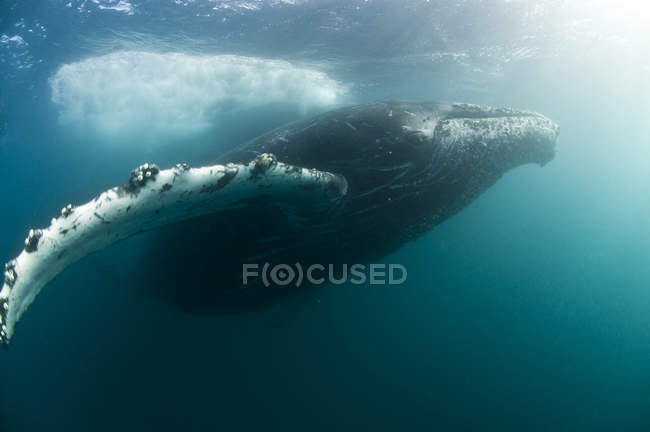 Vista subaquática da baleia jubarte, Ilhas Revillagigedo, Colima, México — Fotografia de Stock