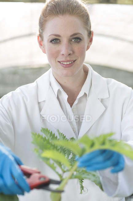 Porträt einer Wissenschaftlerin beim Schneiden einer Pflanzenprobe im Polytunnel — Stockfoto