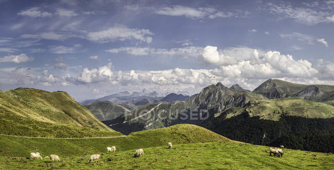 Pastoreio de ovinos na colina verde na paisagem montanhosa, Pirinéus, França — Fotografia de Stock