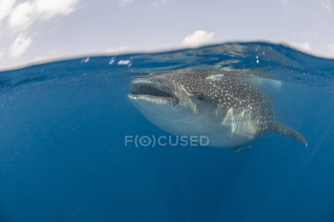 Vue sous-marine du requin baleine, îles Revillagigedo, Colima, Mexique — Photo de stock