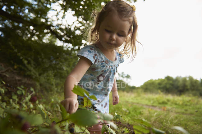 Jeune fille dans le champ, cueillette des baies — Photo de stock