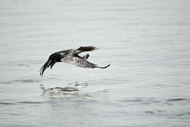 Piccolo cormorano che vola sopra l'acqua in Kerala, India — Foto stock