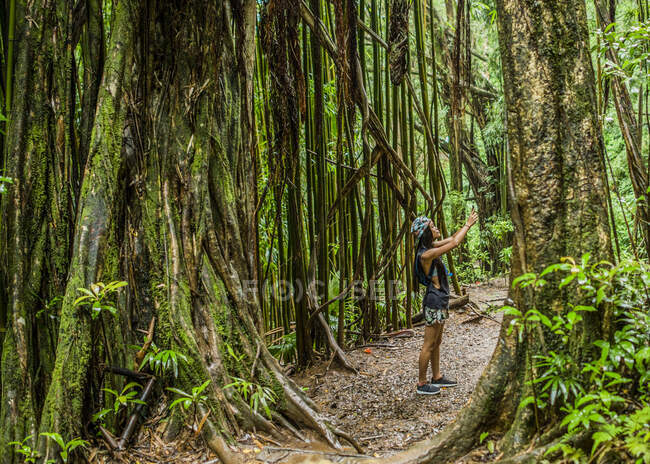 Jovem turista fotografa no smartphone na selva, Manoa Falls, Oahu, Havaí, EUA — Fotografia de Stock