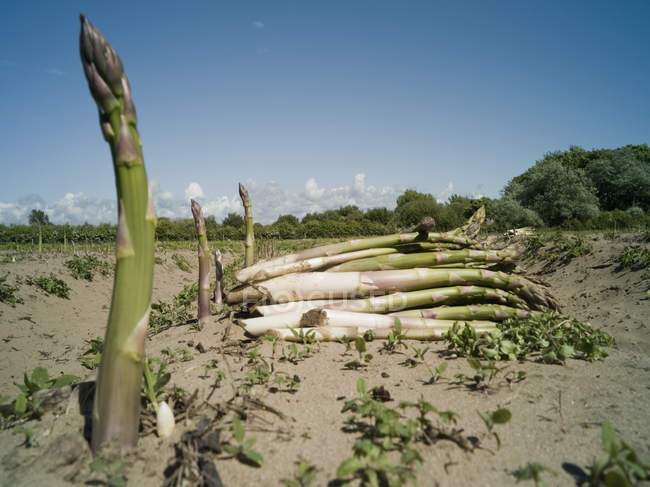 Asparagi che crescono in campo sabbioso, Formby, Inghilterra — Foto stock