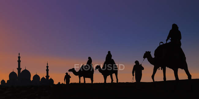Караван верблюдов, прибывающий в мечеть, Абу-Даби, ОАЭ — стоковое фото