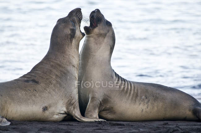 Two northern elephant seals fighting face to face on beach — Stock Photo