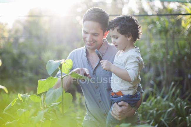 Hombre adulto medio y el hijo mirando las plantas en la asignación - foto de stock