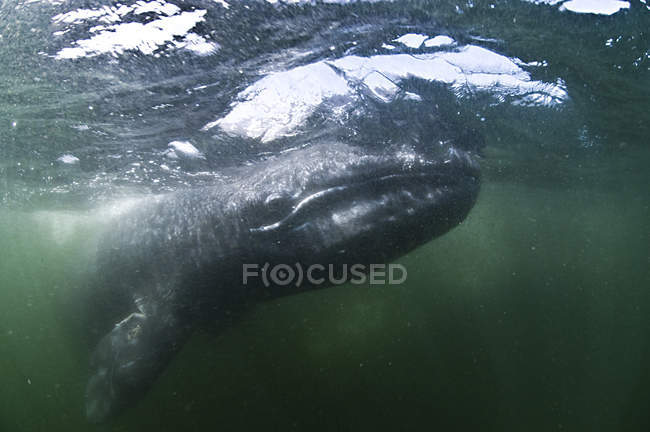 Vue sous-marine de la baleine grise regardant la caméra, baie de Magadalena, Basse-Californie, Mexique — Photo de stock