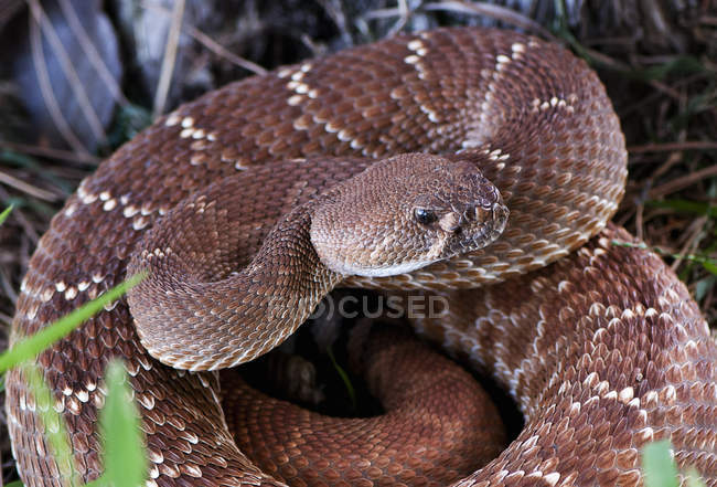 Serpiente de cascabel venenosa del Pacífico en California, EE.UU. - foto de stock