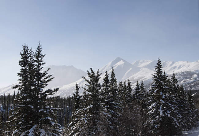Vista panorámica de los árboles cubiertos de nieve, Parque Nacional Denali, Alaska - foto de stock