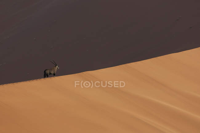 Oryx standing in shadow on giant sand dune — Stock Photo