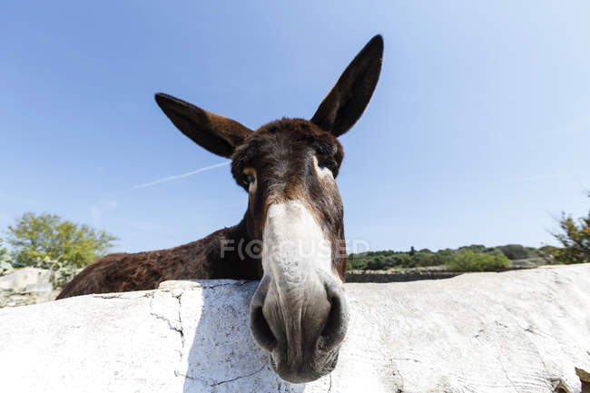Porträt eines neugierigen Esels, der über die Mauer blickt, Menorca, Spanien — Stockfoto