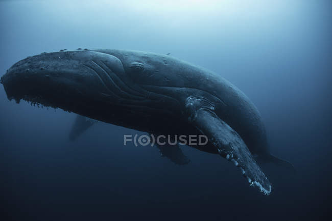 Vista submarina de ballena jorobada, Islas Revillagigedo, Colima, México - foto de stock