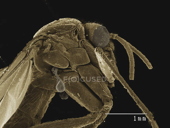 Micrographie électronique à balayage coloré de petite mouche — Photo de stock