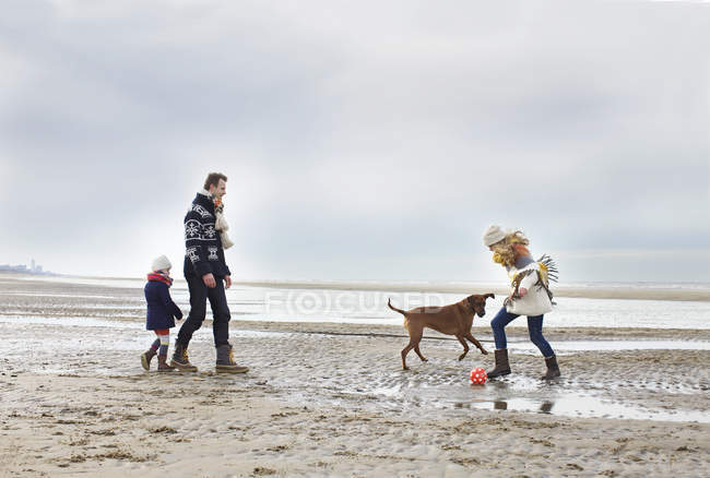 Pais adultos intermediários com filha e cachorro jogando futebol na praia, Bloemendaal aan Zee, Países Baixos — Fotografia de Stock