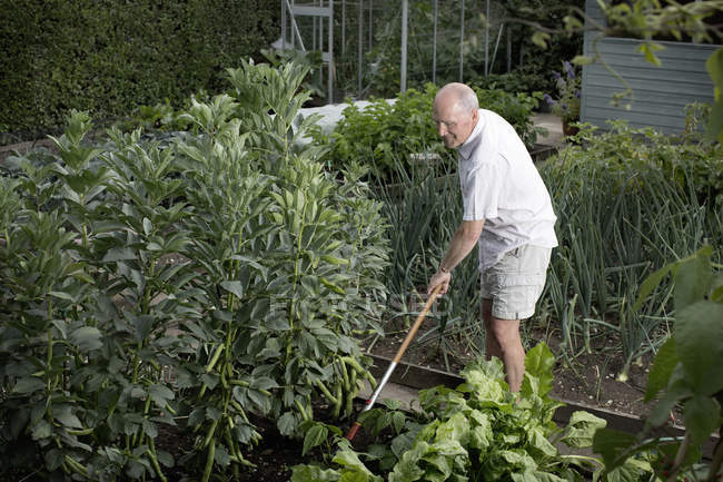 Senior homem raking horta culturas — Fotografia de Stock