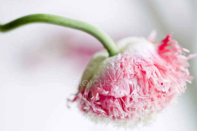 Primer plano plano de flor rosa - foto de stock