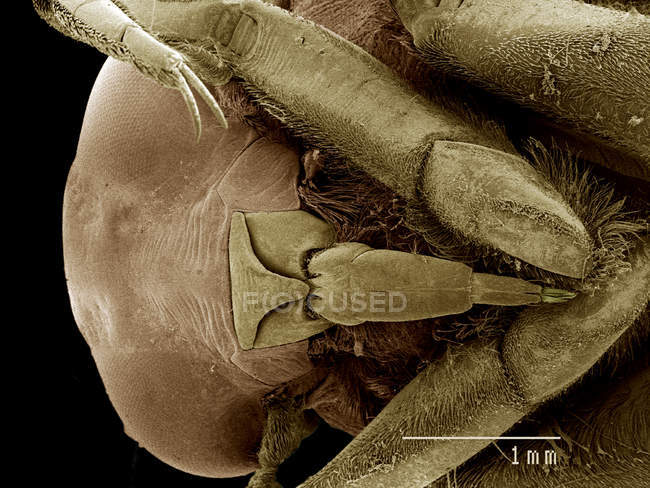 Cabeça de Notonectidae, Buenoa sp SEM — Fotografia de Stock