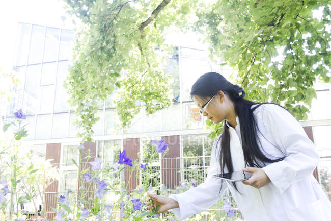 Молода жінка-вчена з цифровим планшетом поза лабораторією вибирає зразки рослин — стокове фото