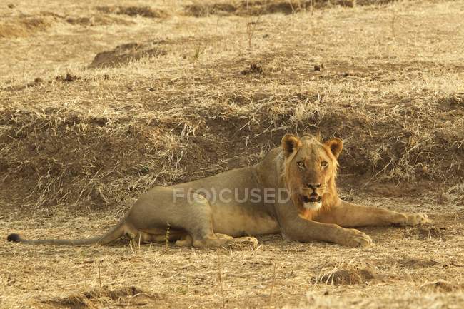 Лев лежит на земле в бассейнах Мана, Зимбабве, Африка — стоковое фото