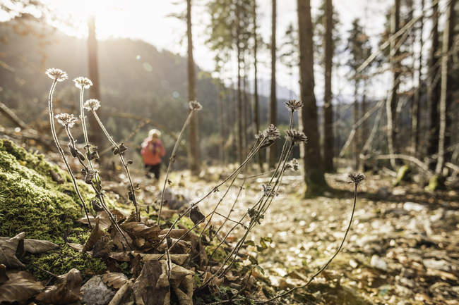 Vista lejana de una joven excursionista en el bosque, Reutte, Tirol, Austria - foto de stock
