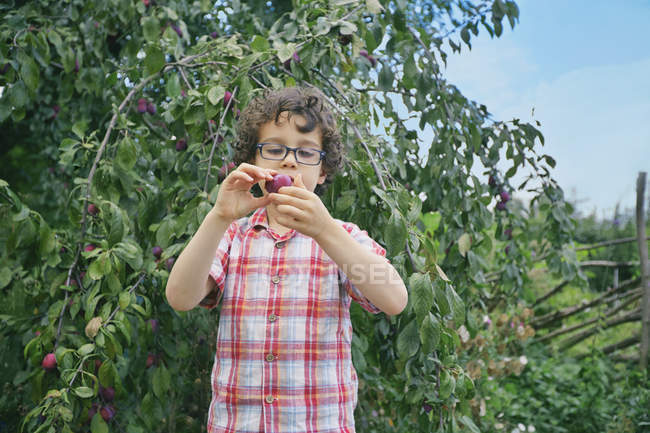 Portrait of boy holding plum on allotment — Stock Photo