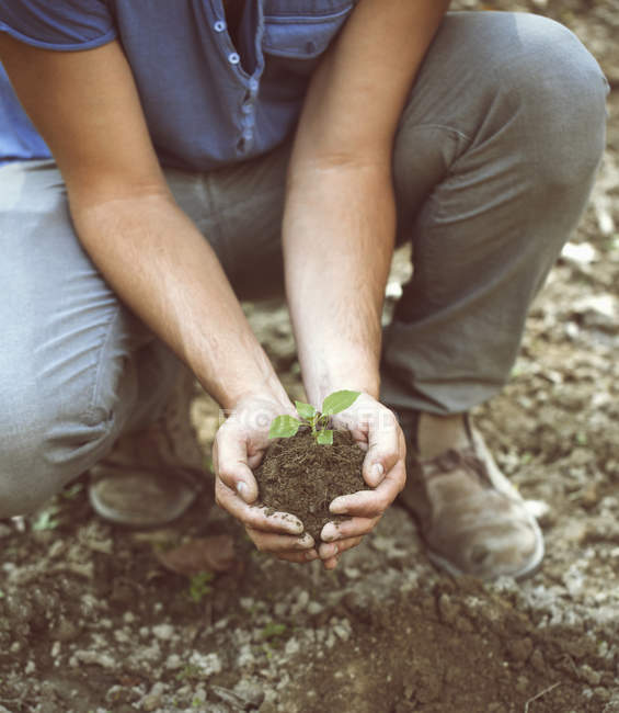 Обрезанный снимок молодого фермера, держащего почву и саженцы, Премоселло, Вербания, Пьемонте, Италия — стоковое фото