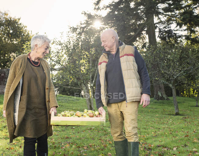 Coppia anziana che porta la cassa di mele — Foto stock