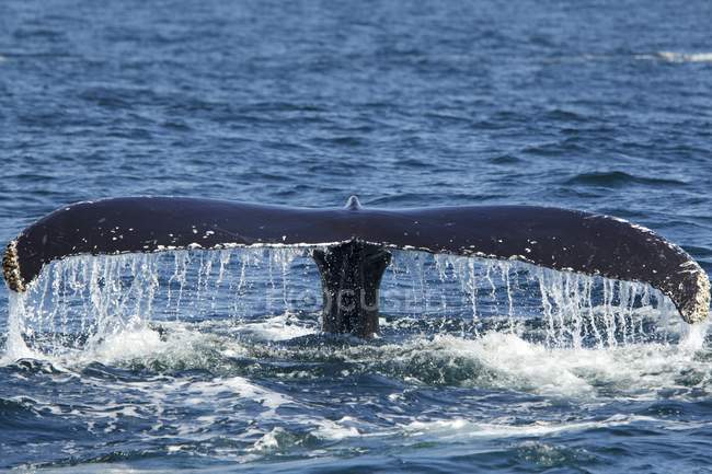 Gobba coda di balena spruzzi d'acqua — Foto stock