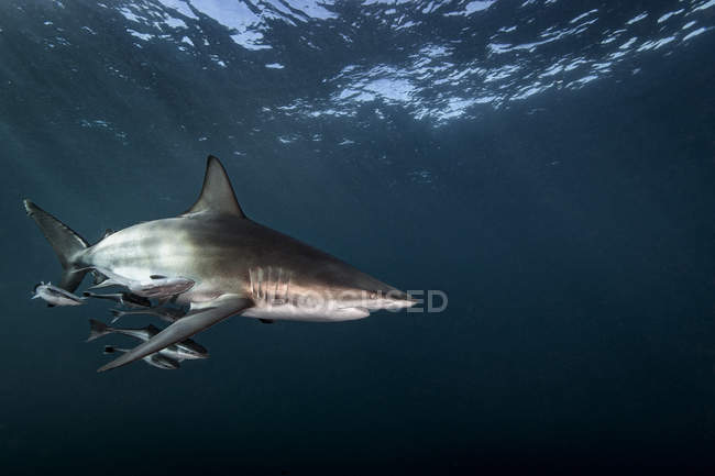 Requin à bec noir océanique nageant près de la surface de l'océan, Aliwal Shoal, Afrique du Sud — Photo de stock