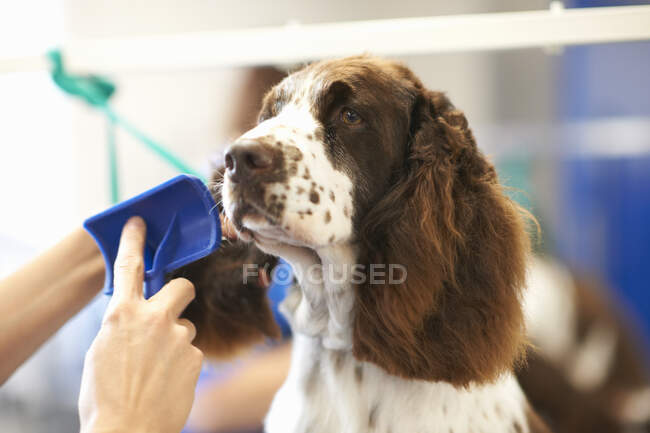 Donna governare cane in salone di animali domestici, primo piano — Foto stock