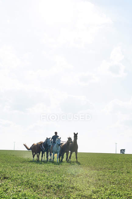 Чоловік їде і веде шість коней на полі — стокове фото