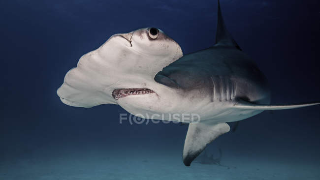 Большая акула-молот плавает под водой — стоковое фото