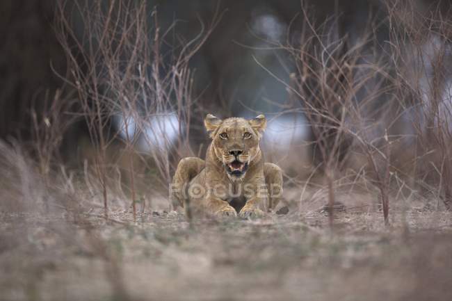 Leone o Panthera leo alla luce della sera, Parco nazionale delle piscine di Mana, Zimbabwe, Africa — Foto stock