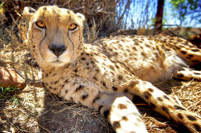 Guépard couché sur le sol, Réserve naturelle Rhino et Lion, Gauteng, Afrique du Sud — Photo de stock