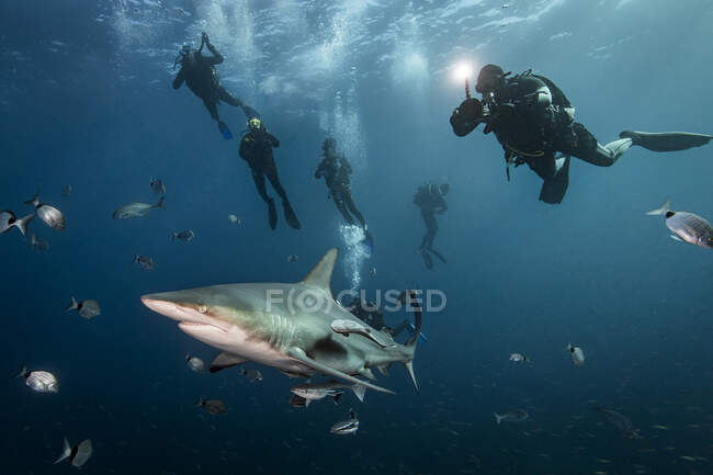 Encontro de mergulhadores com tubarões-pretos (Carcharhinus Limbatus), Aliwal Shoal, África do Sul — Fotografia de Stock