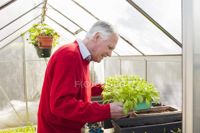 Senior man tending to plants in greenhouse — Stock Photo