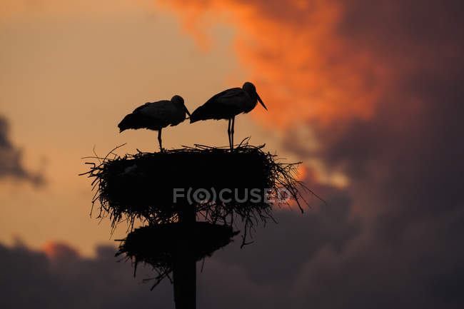 Pair of white storks on artificial nesting pole at sunset — Stock Photo