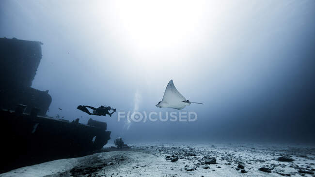Diver swimming with Eagle Ray, underwater view, Cancun, Mexico — Stock Photo
