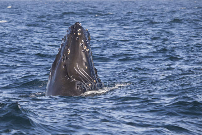 Buckelwal mit Kopf über Meeresoberfläche — Stockfoto