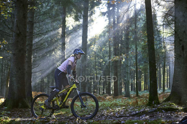 Ciclismo femenino de ciclista de montaña en el bosque iluminado por rayos de sol de Dean, Bristol, Reino Unido - foto de stock