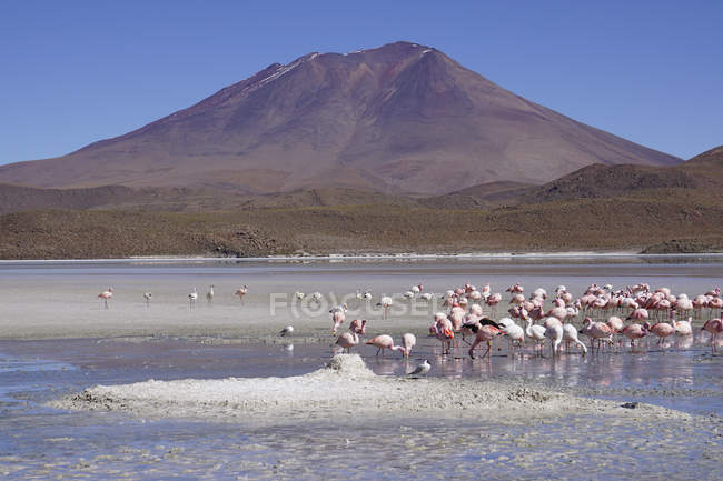 Bandada de flamencos bebiendo agua con montaña sobre fondo - foto de stock